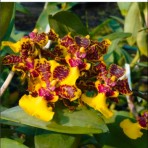 Trichocentrum Bai Pai Flowering Size